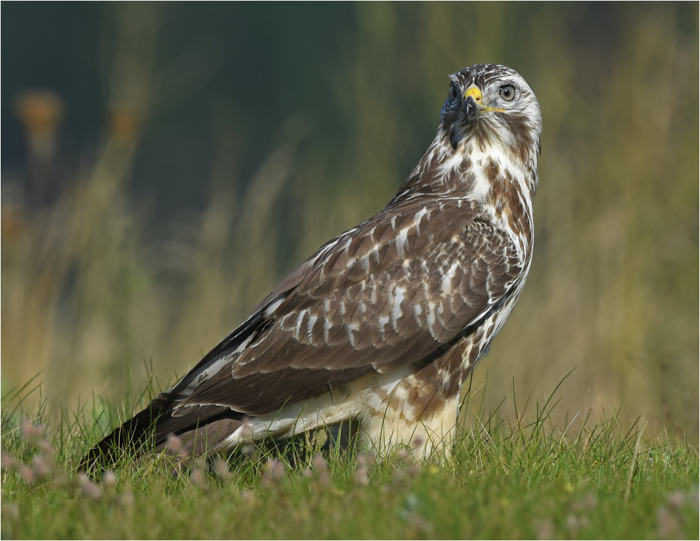 Buteo buteo