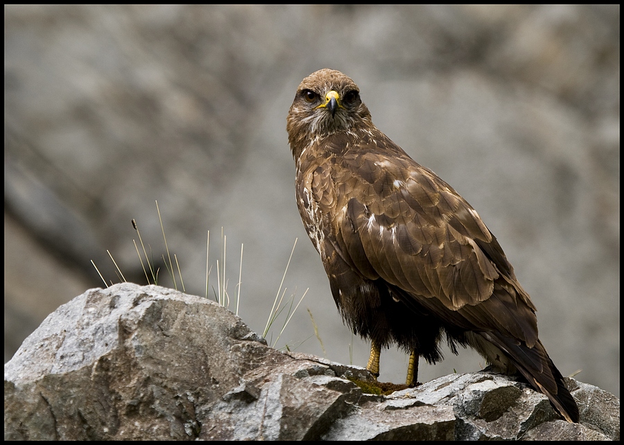 Buteo Buteo