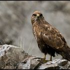 Buteo Buteo