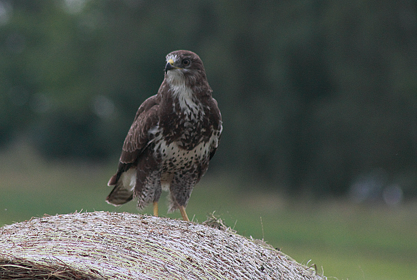 Buteo buteo