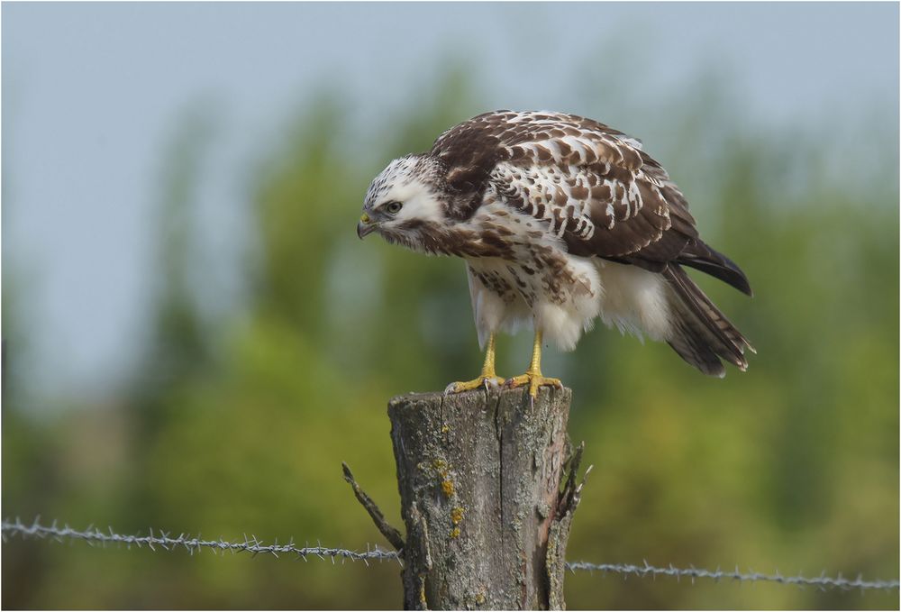 Buteo buteo