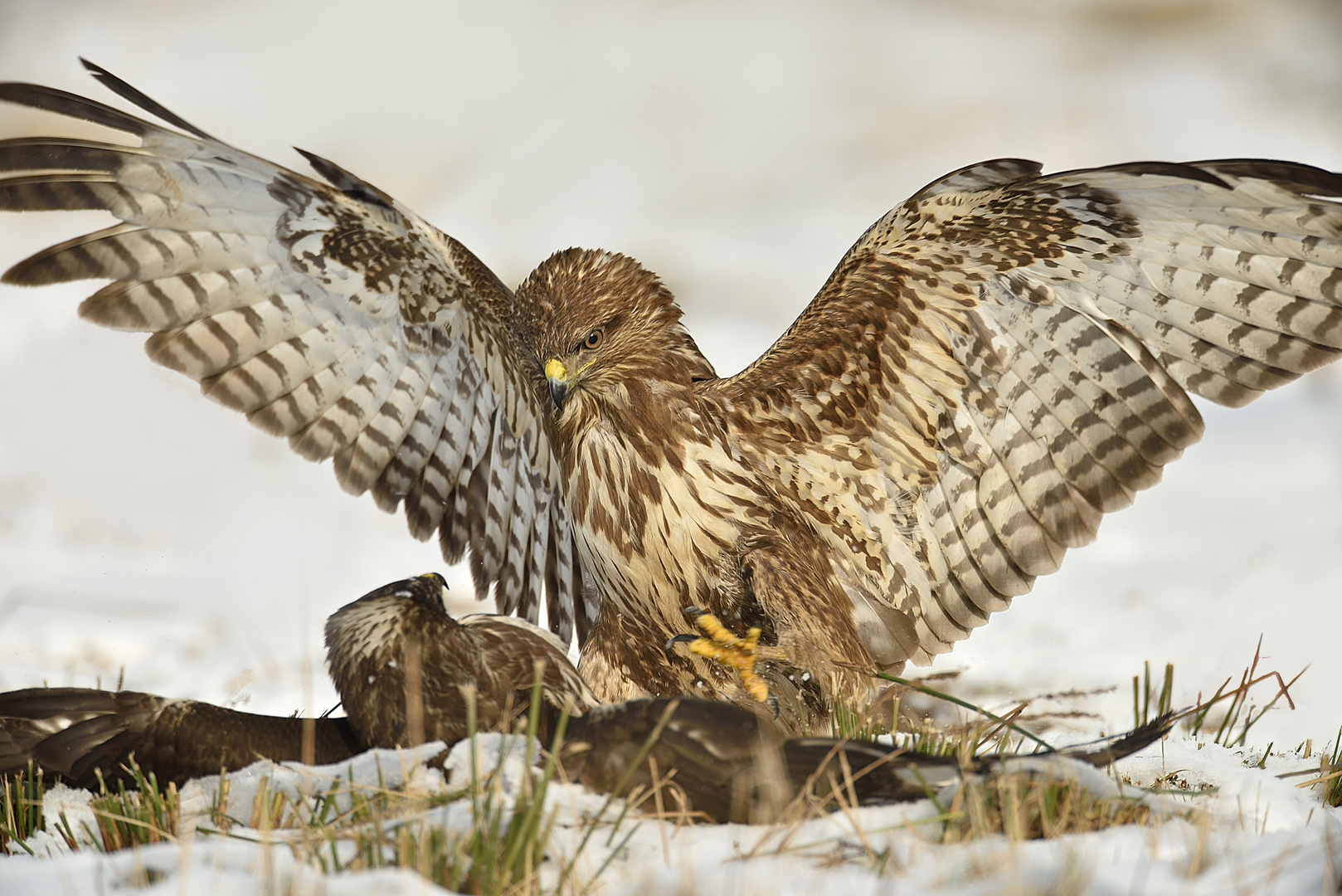 Buteo buteo