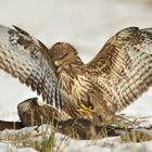 Buteo buteo