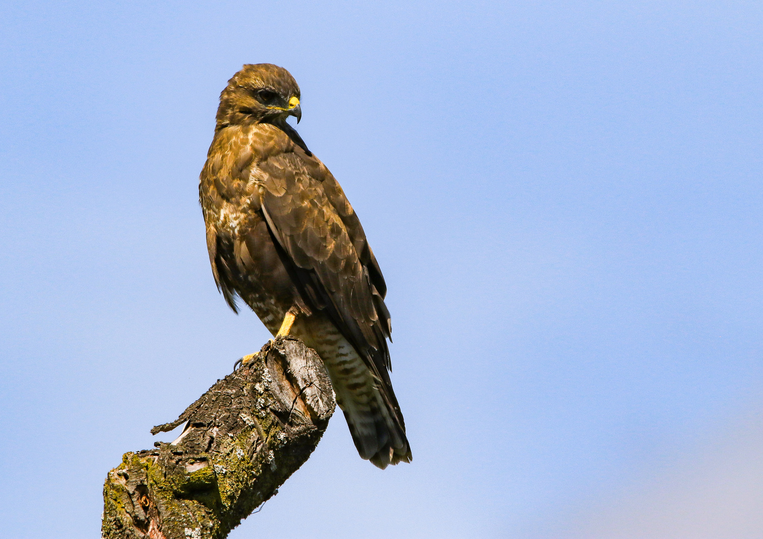 Buteo Buteo  2022 Bodensee