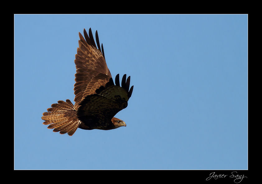 Buteo buteo.