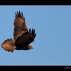 Buteo buteo.