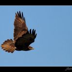 Buteo buteo.