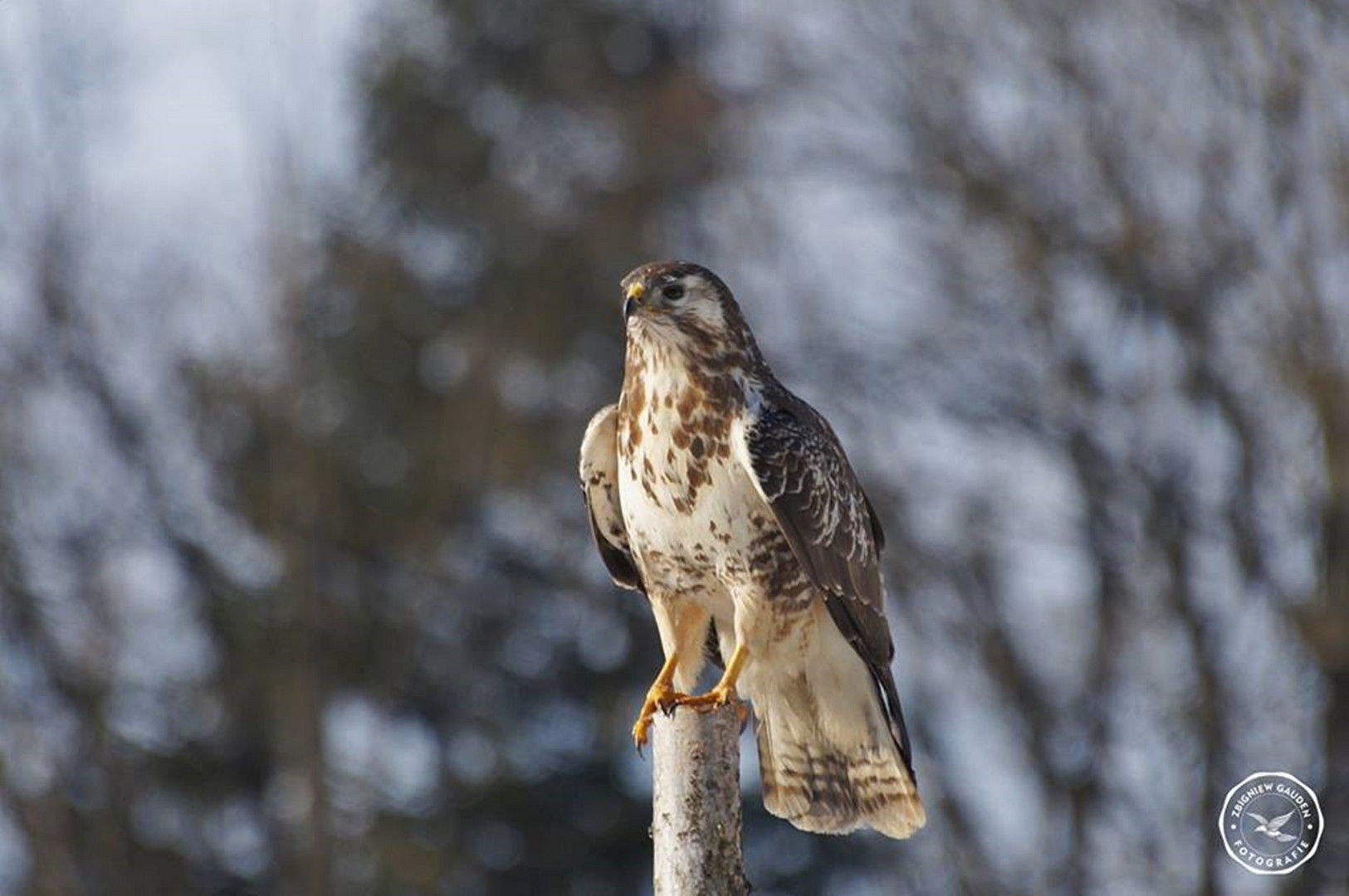 Buteo buteo 3