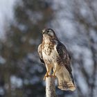 Buteo buteo 3