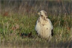 Buteo buteo