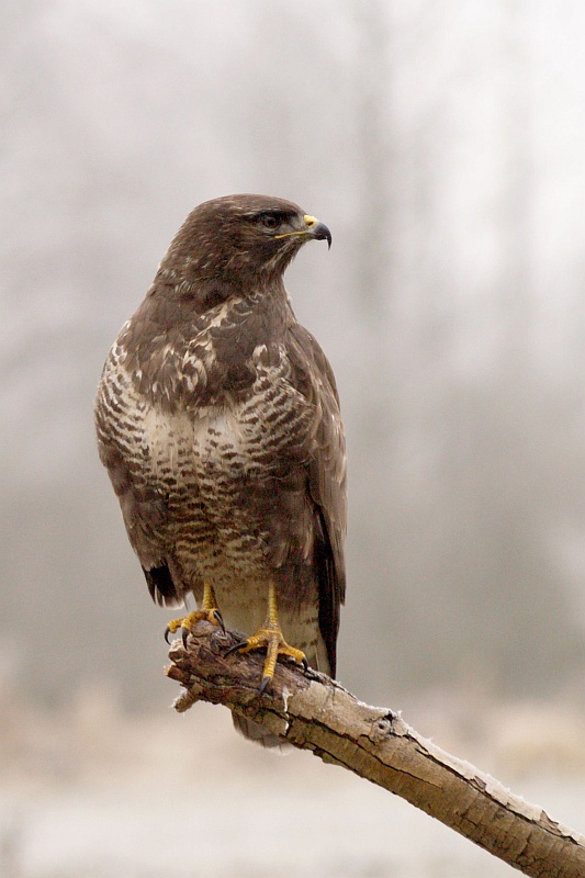 Buteo Buteo