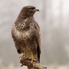 Buteo Buteo