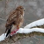 Buteo buteo