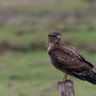 Buteo Buteo