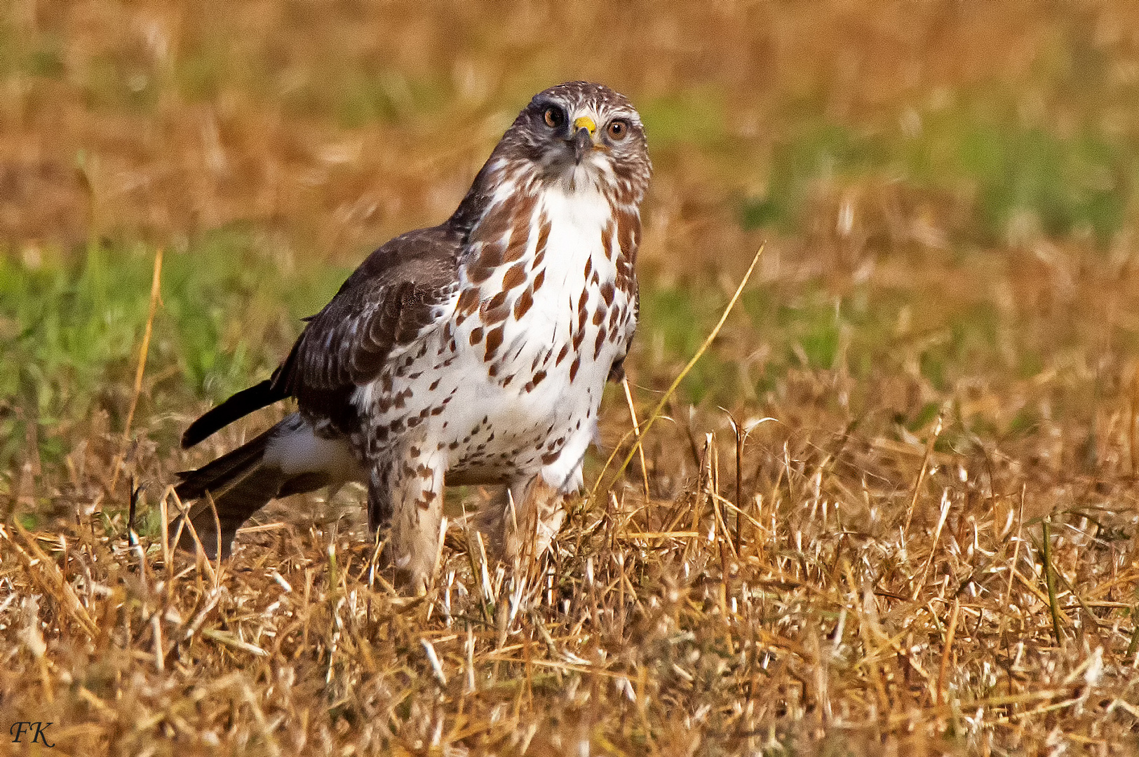                  Buteo buteo