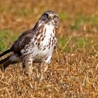                  Buteo buteo