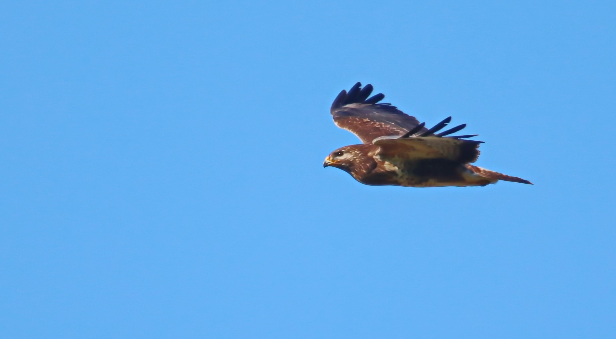 Buteo buteo