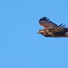 Buteo buteo