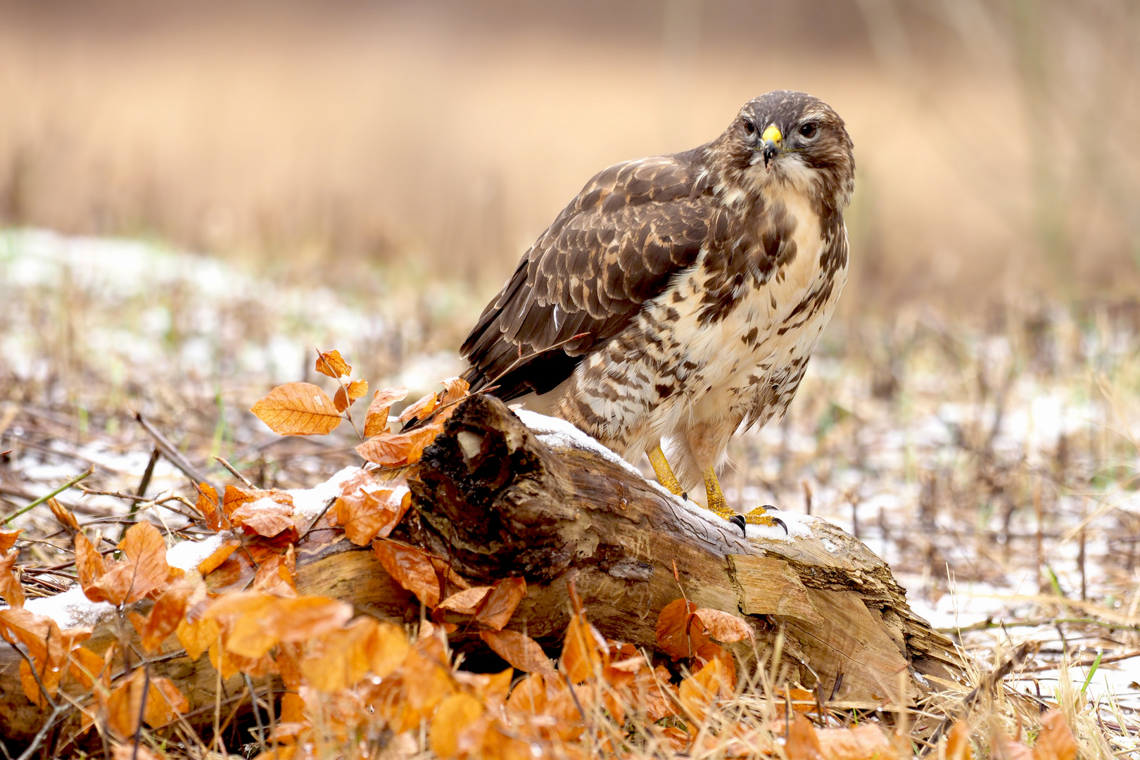 ... BUTEO BUTEO ...