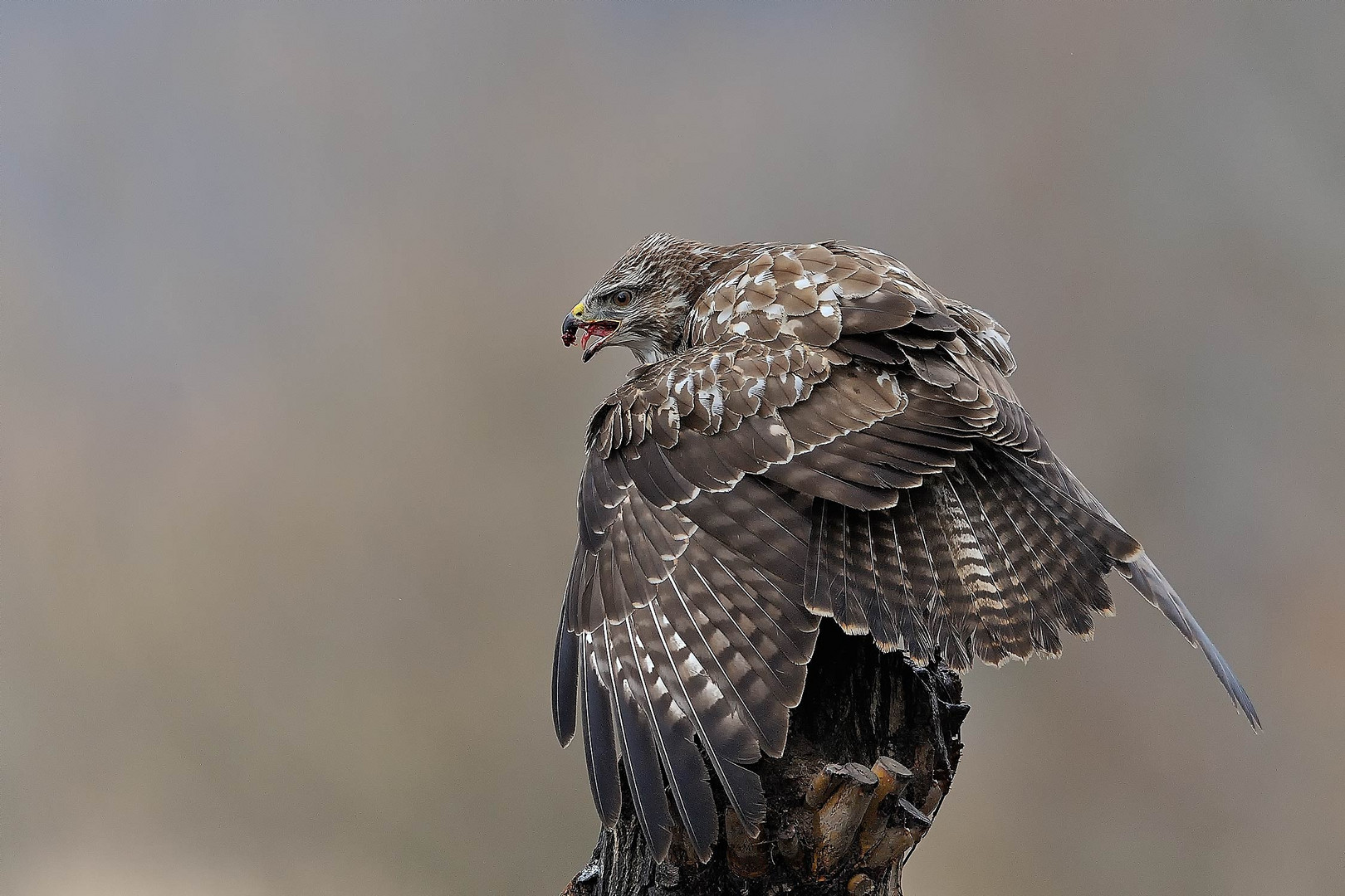 Buteo buteo