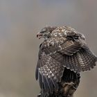 Buteo buteo