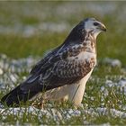 Buteo buteo