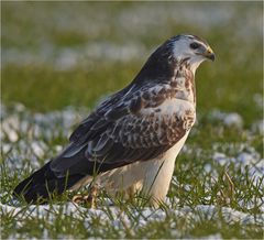 Buteo buteo