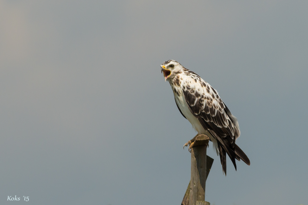 Buteo buteo