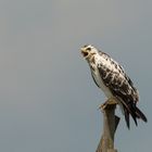 Buteo buteo