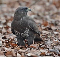 Buteo buteo