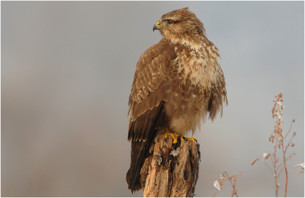 Buteo buteo ...