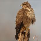 Buteo buteo ...