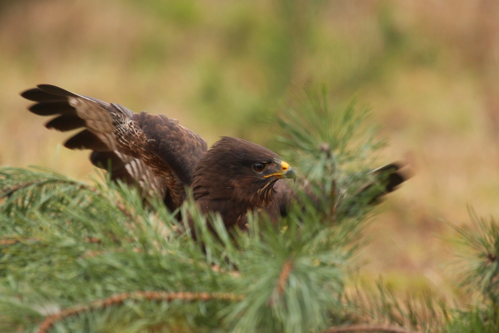 Buteo buteo