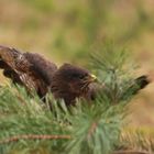 Buteo buteo