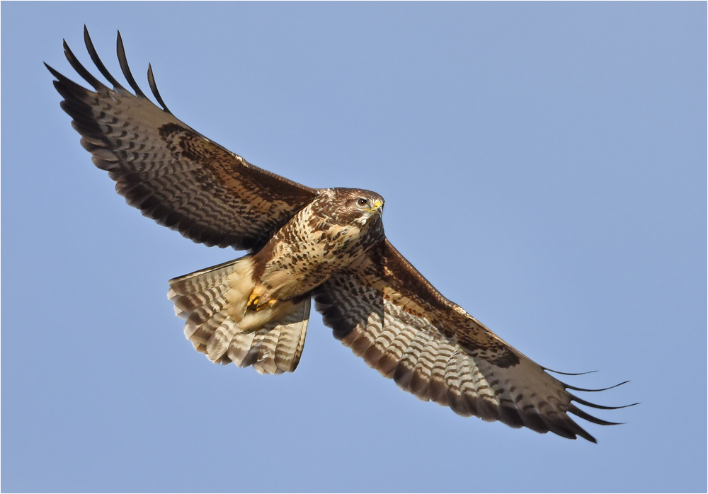 Buteo buteo