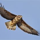 Buteo buteo