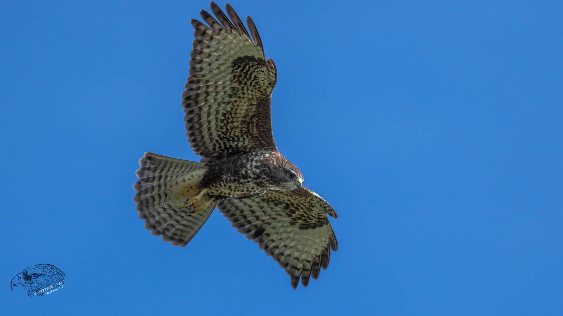 Buteo buteo