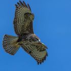 Buteo buteo