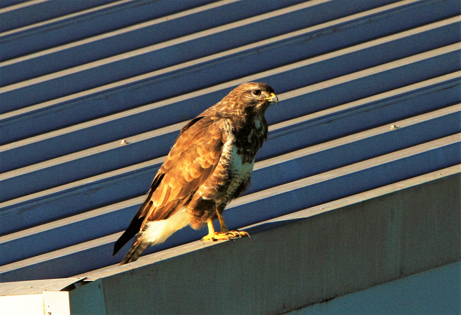 buteo buteo