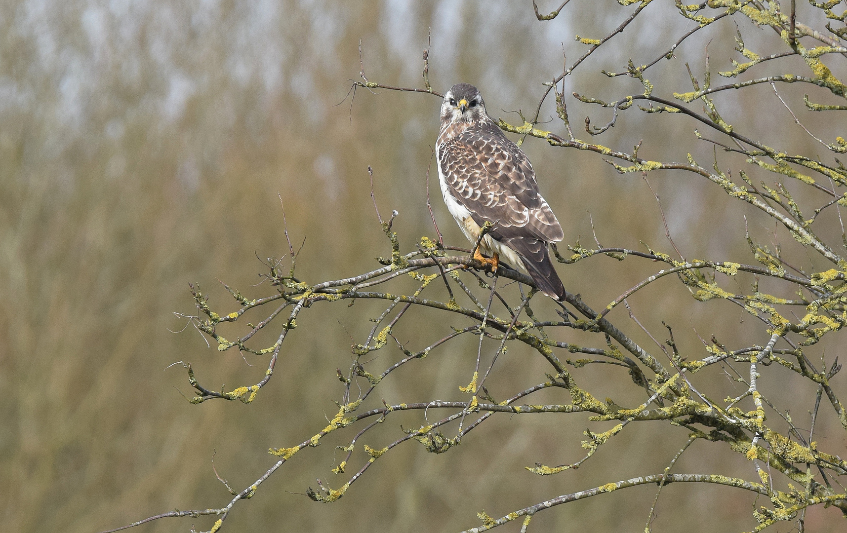 Buteo buteo