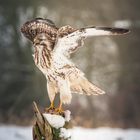 Buteo Buteo 