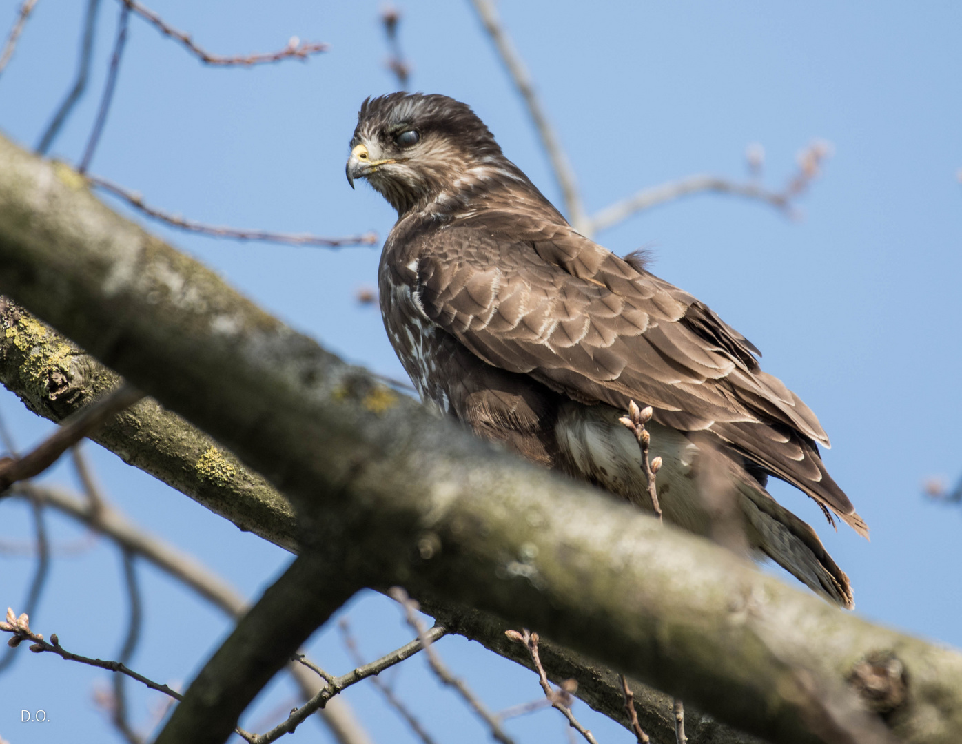 Buteo Buteo