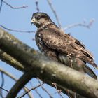 Buteo Buteo