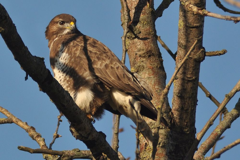 Buteo buteo