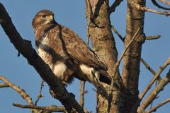 Buteo buteo