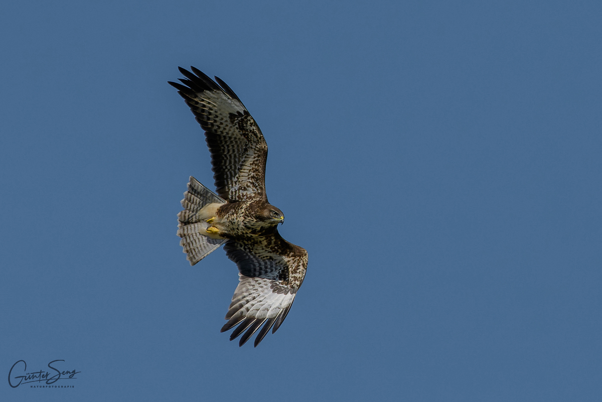 Buteo Buteo