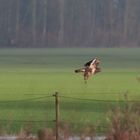 buteo buteo