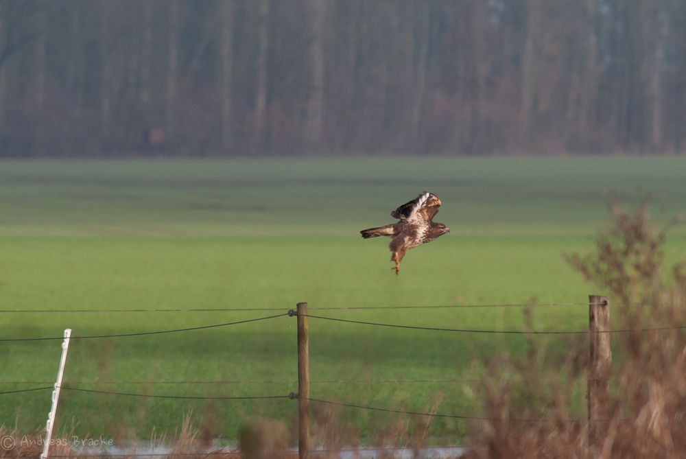 buteo buteo