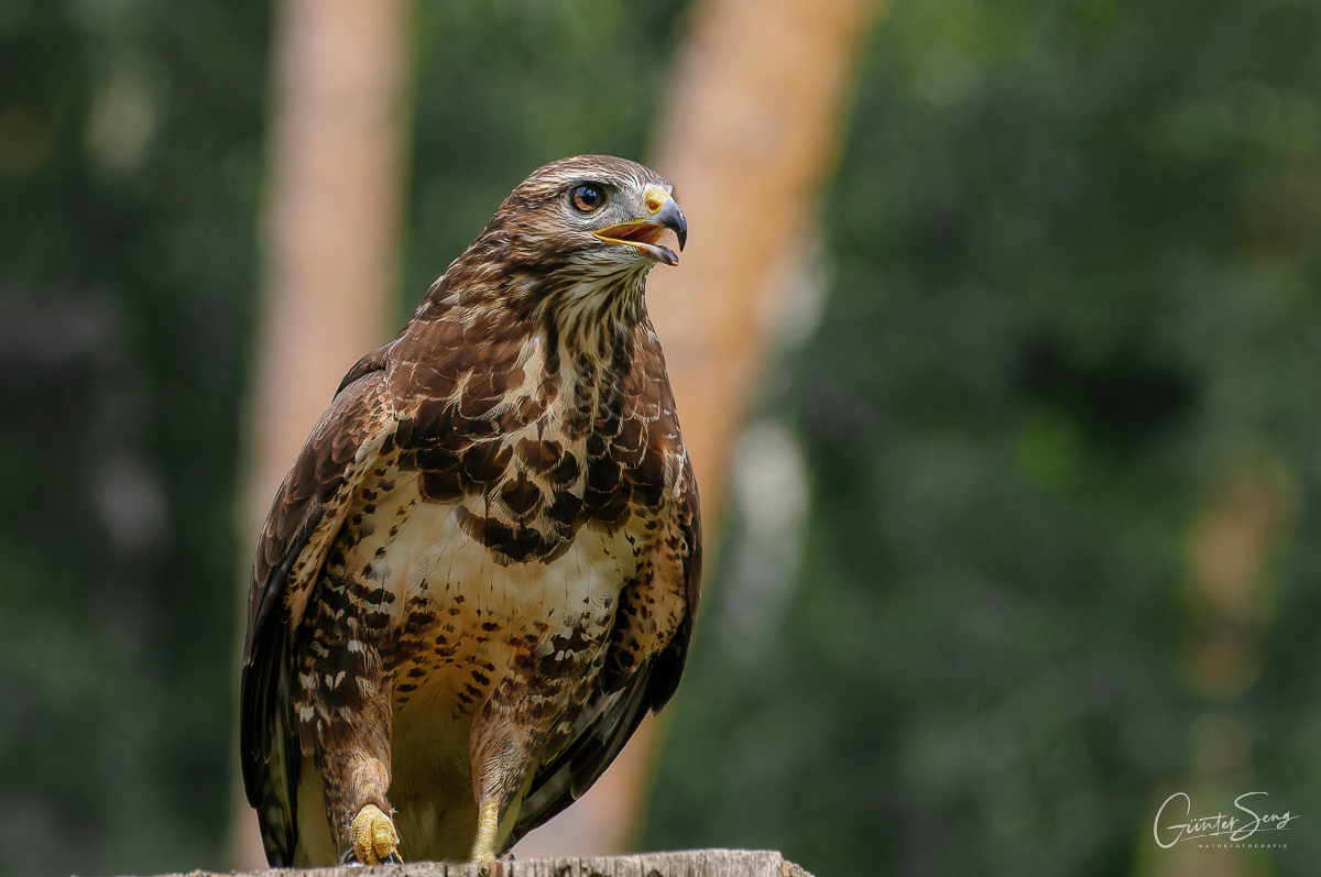 Buteo Buteo  aus dem Archiv