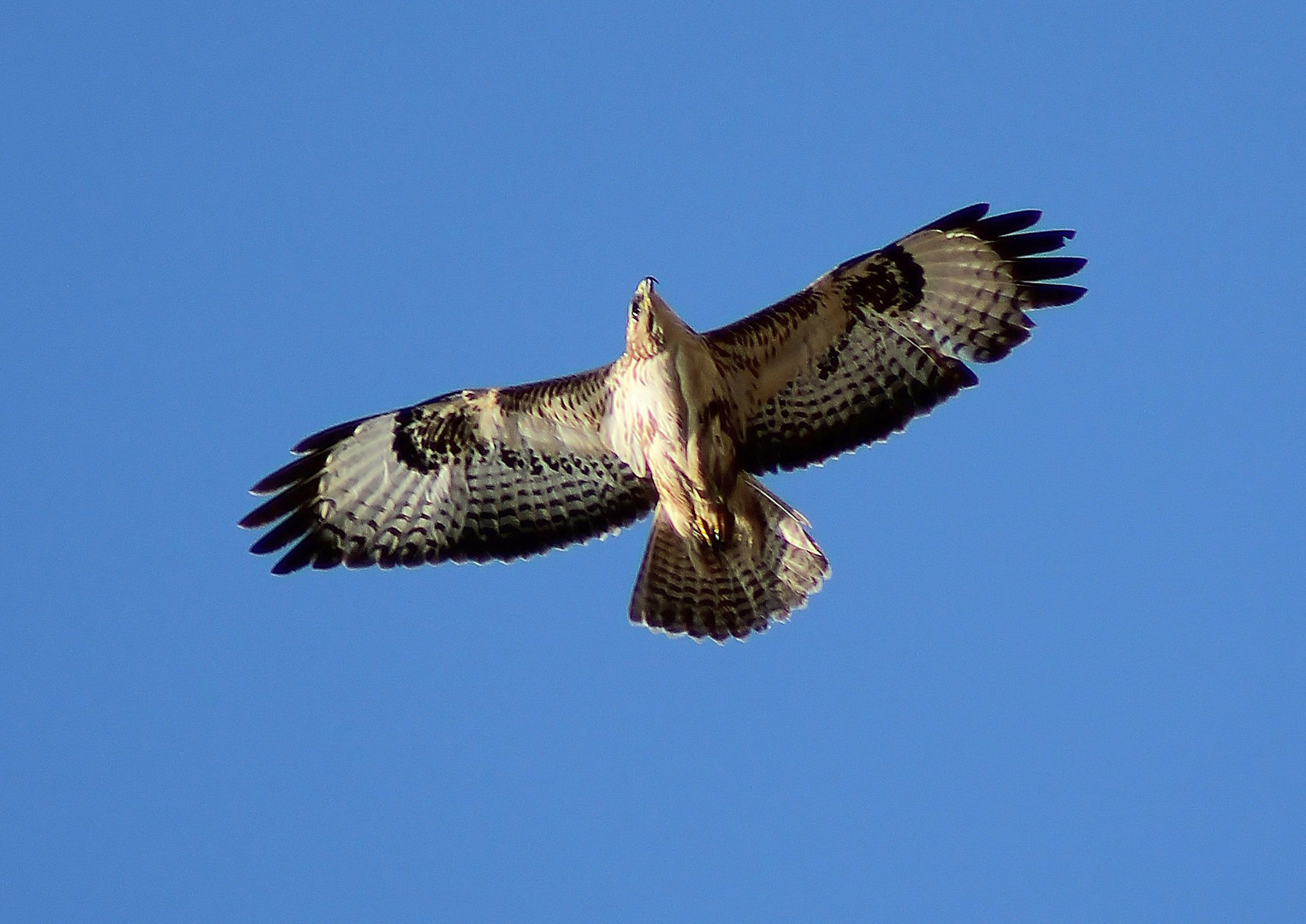 Buteo buteo